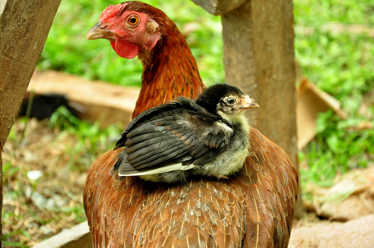 Image - animal chicken chicks hen poultry