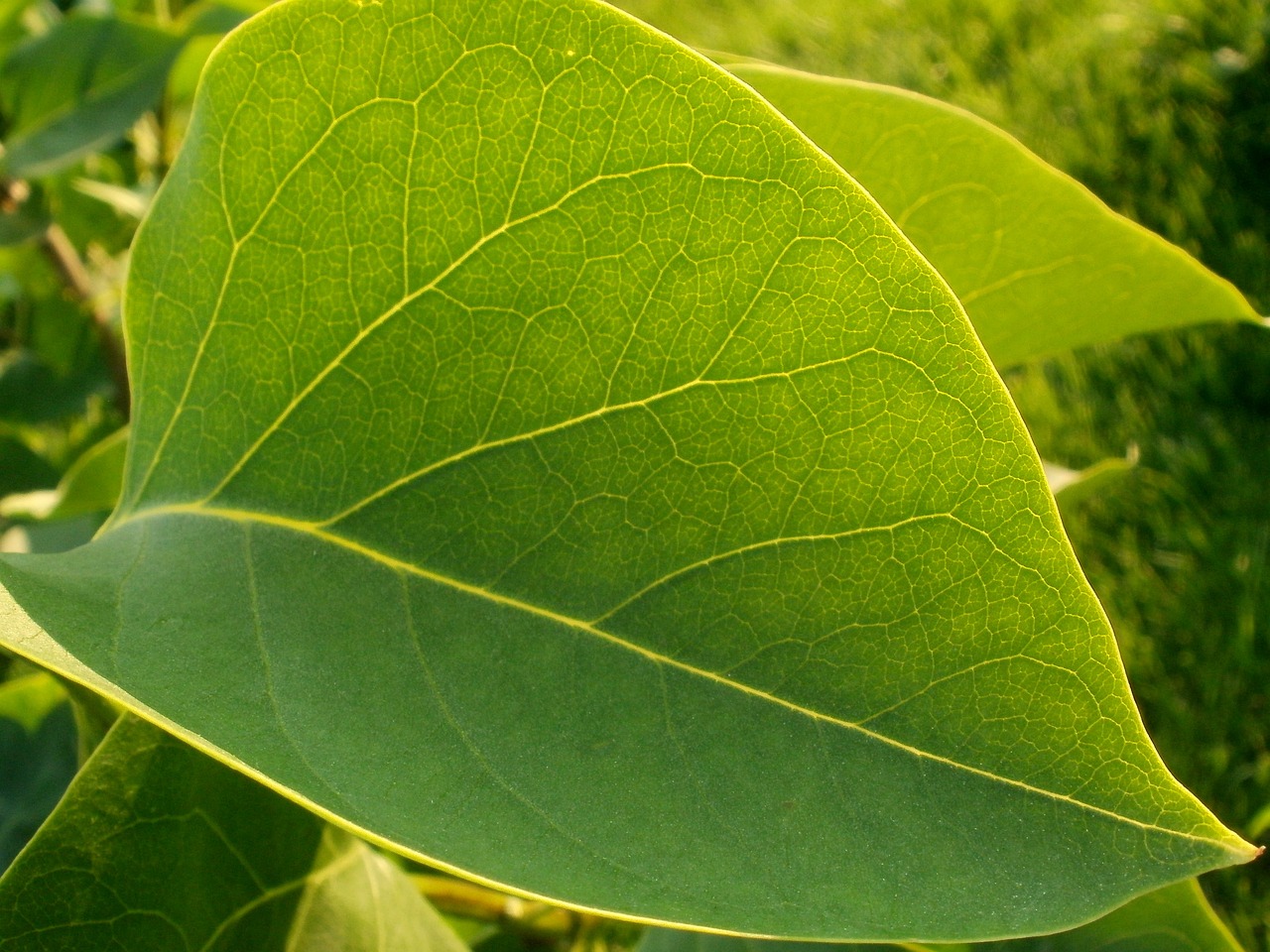 Image - sheet greens closeup tree summer