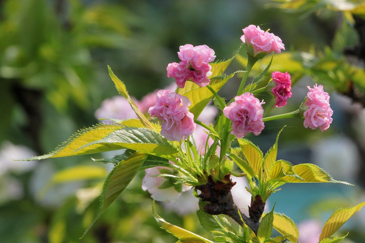Image - plant cherry blossoms