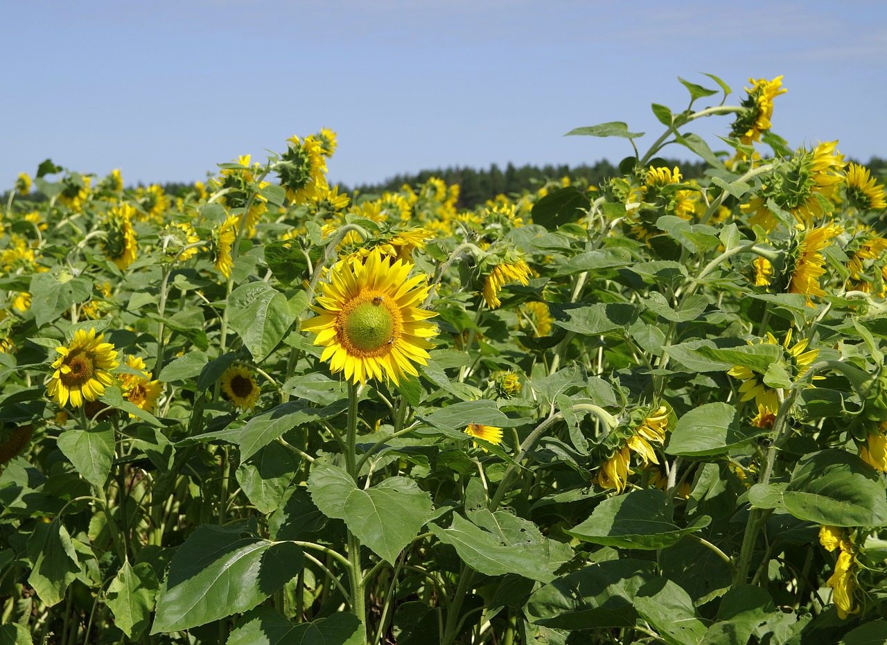 Image - sunflowers field landscape forest