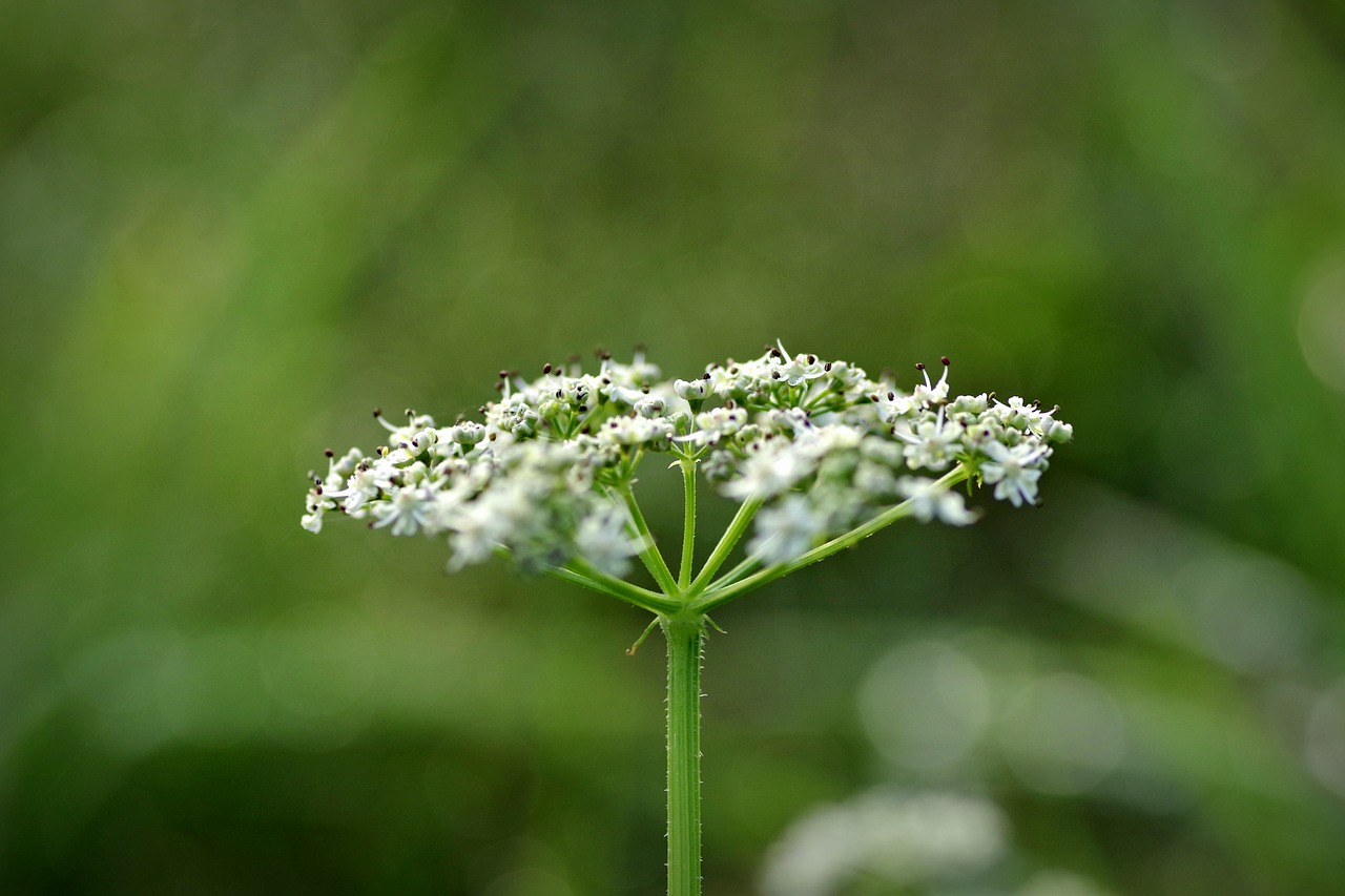 Image - wild carrot flower the delicacy