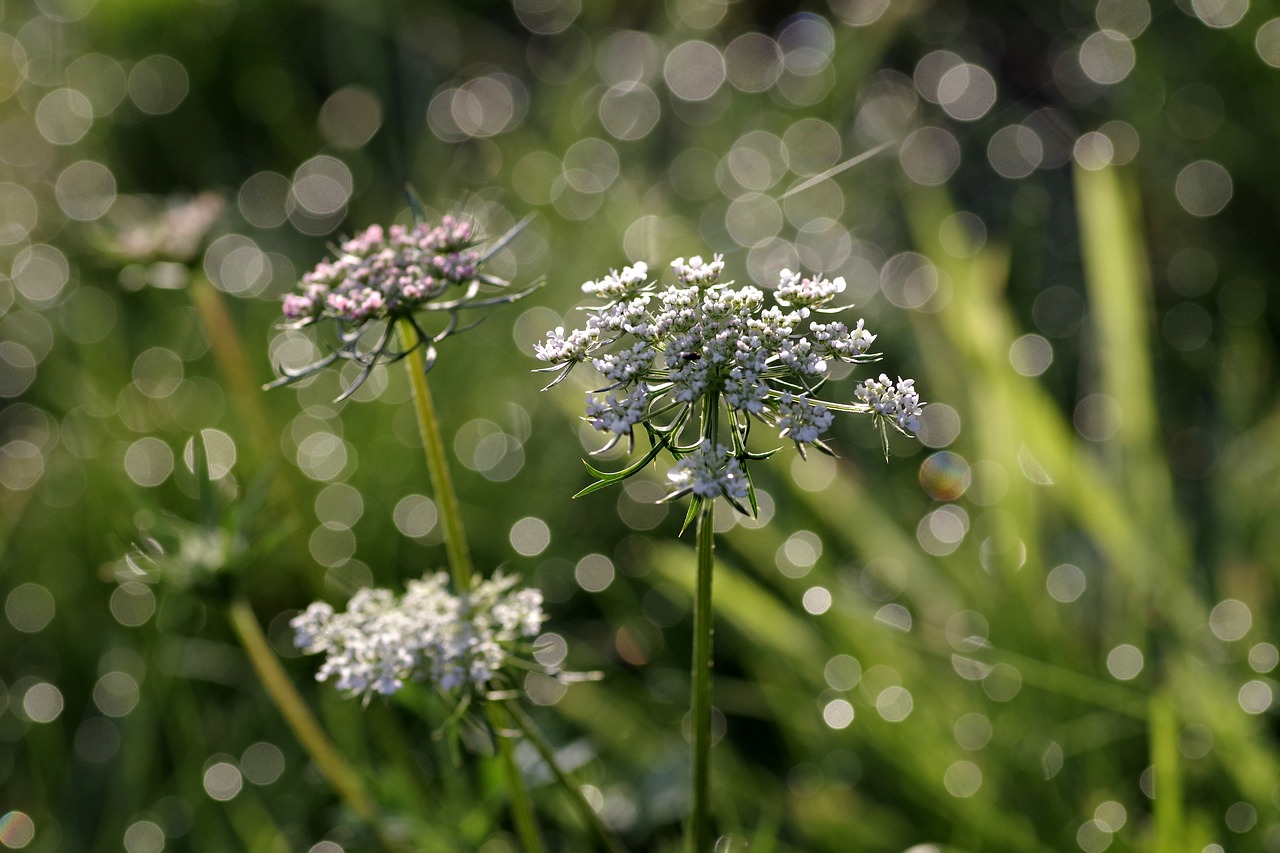 Image - wild carrot flower the delicacy