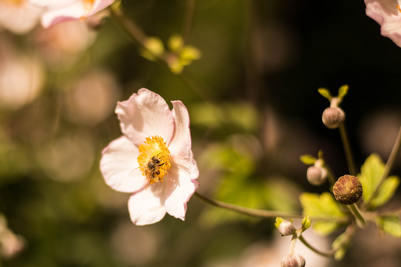 Image - flower leaf nature floral spring