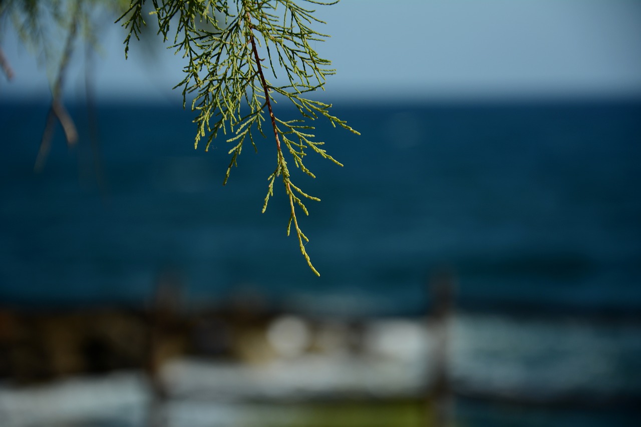 Image - needles branch sea conifer nature