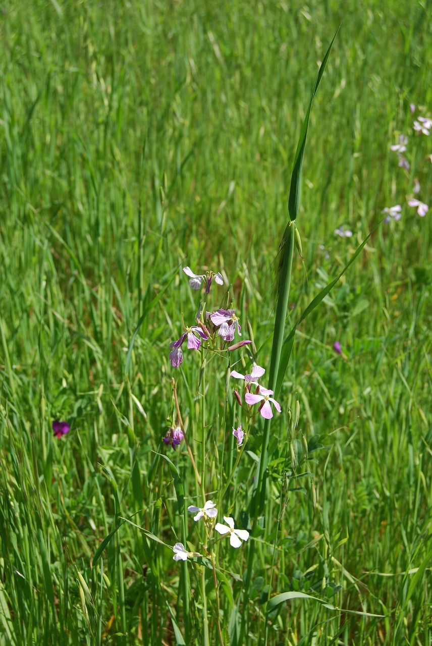 Image - tranquil calm scenery flowers