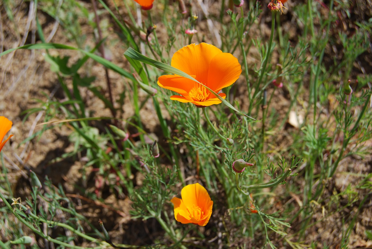 Image - tranquil calm scenery flowers