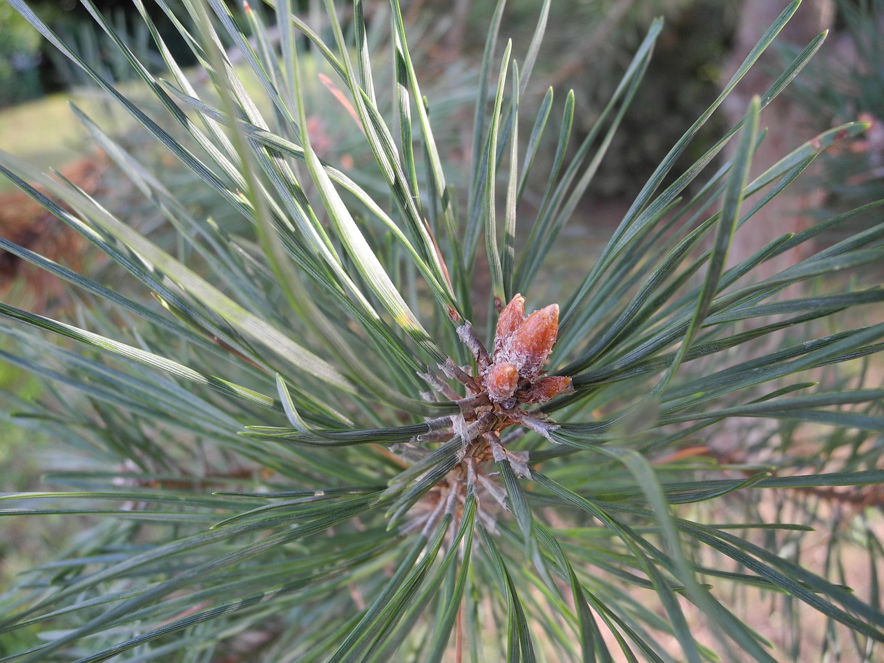 Image - pine points macro nature