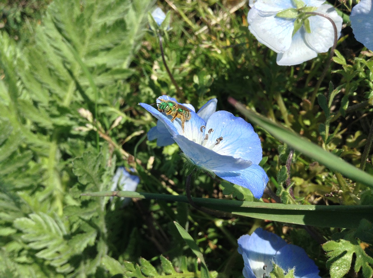 Image - bug flower insect nature spring