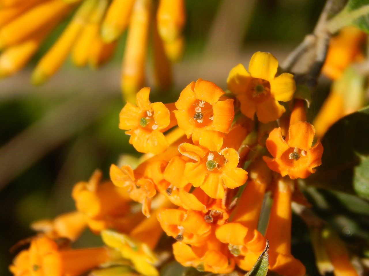 Image - flowers oranges macro solanácea