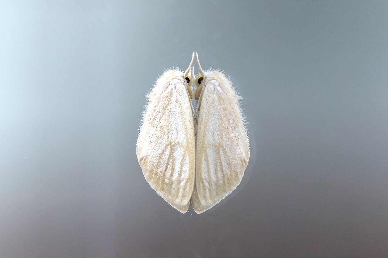 Image - moth insect reflection animal