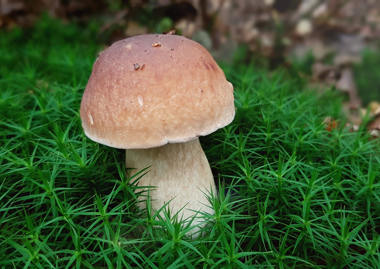 Image - mushroom cep moss star moss