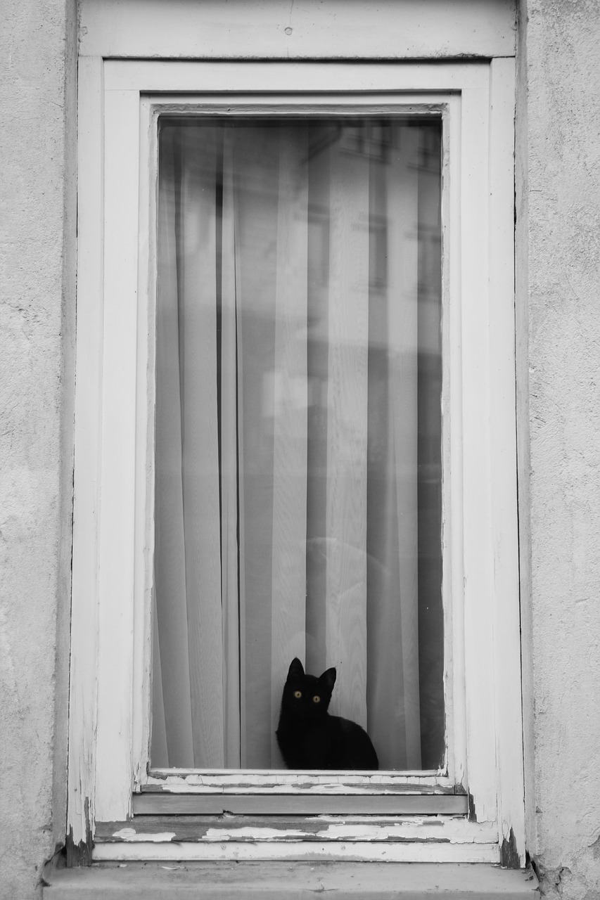 Image - black cat animal window street