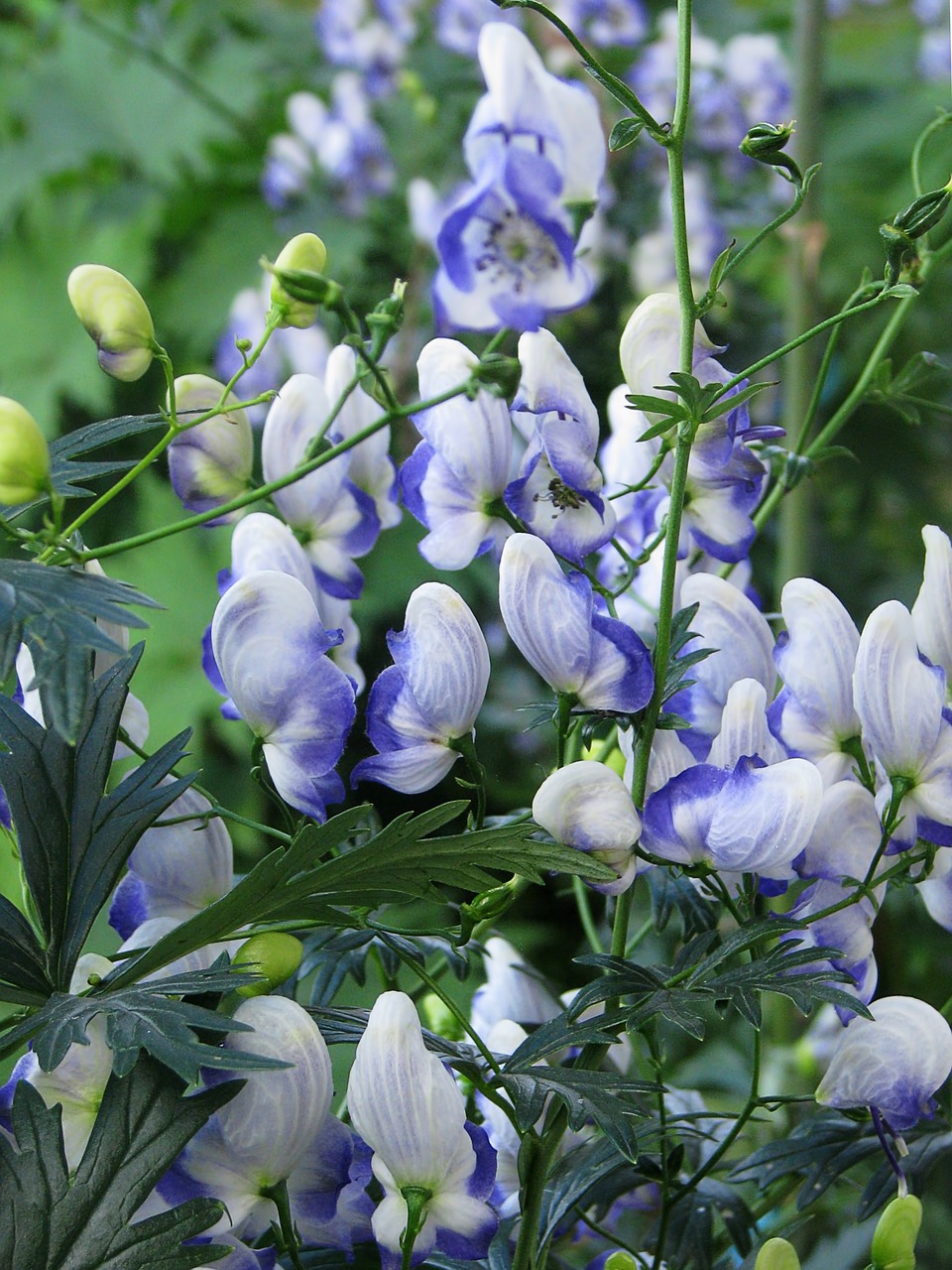 Image - flower blue and white aconite bloom
