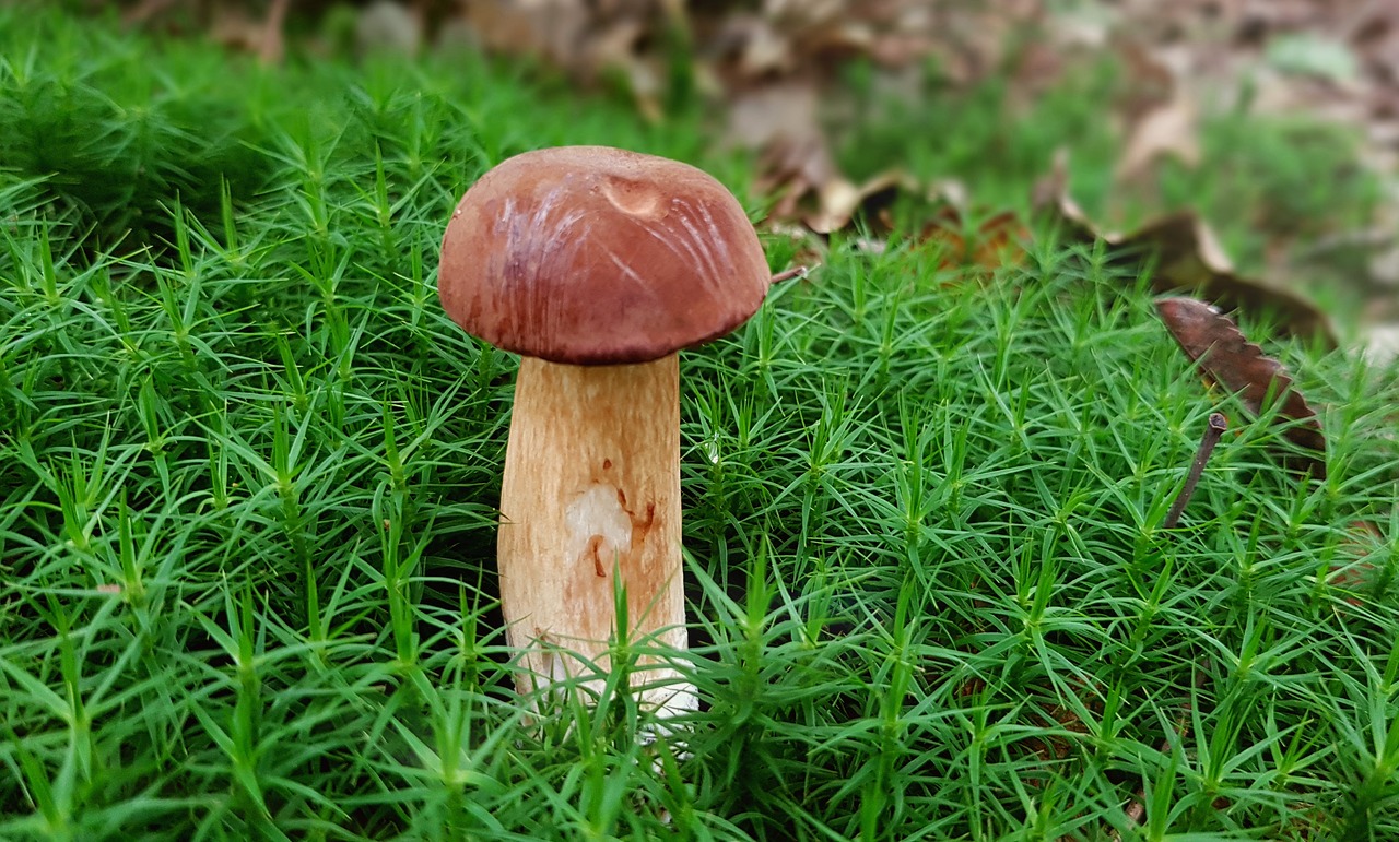 Image - mushroom chestnut mushroom moss