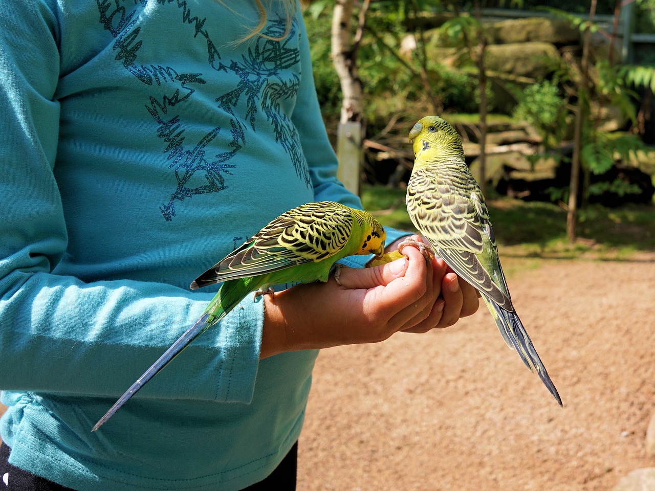 Image - budgie food feeding hand child