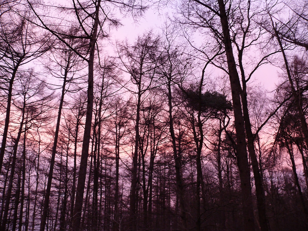 Image - forest sunset purple