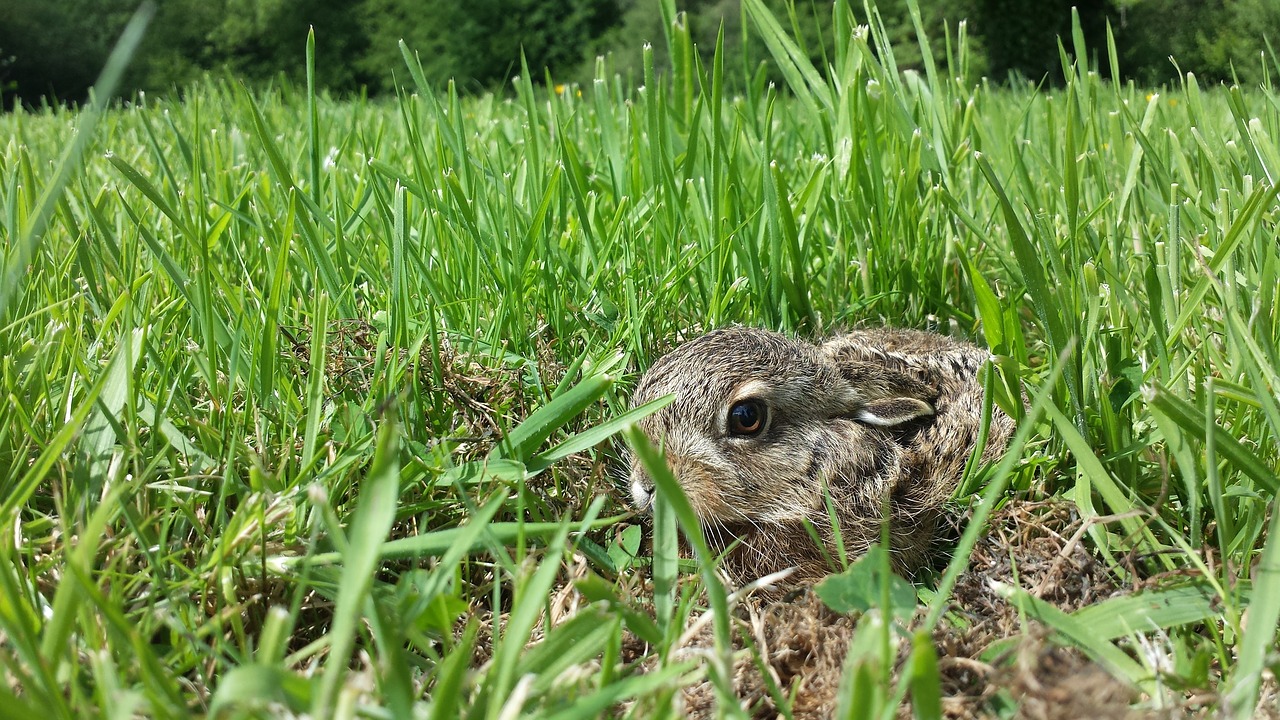 Image - rabbit lapereau hare cute wild