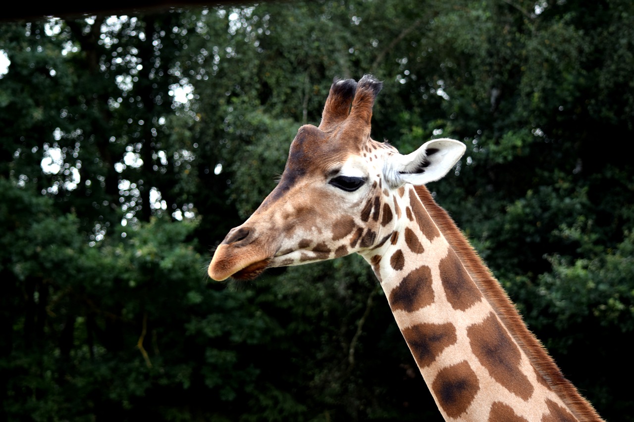 Image - giraffe wild animal large africa