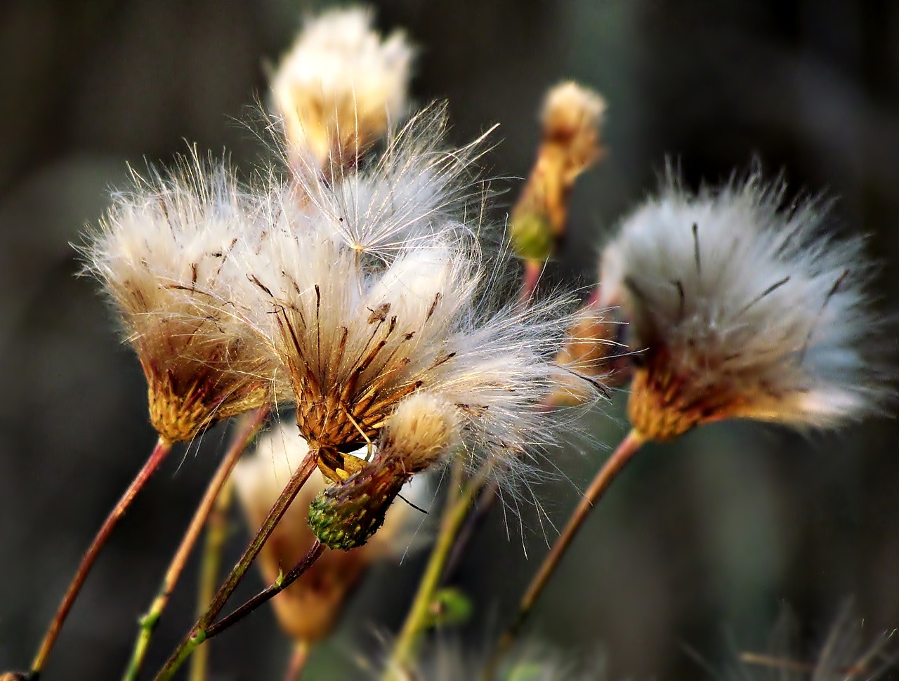 Image - plant thistle nature spikes meadow