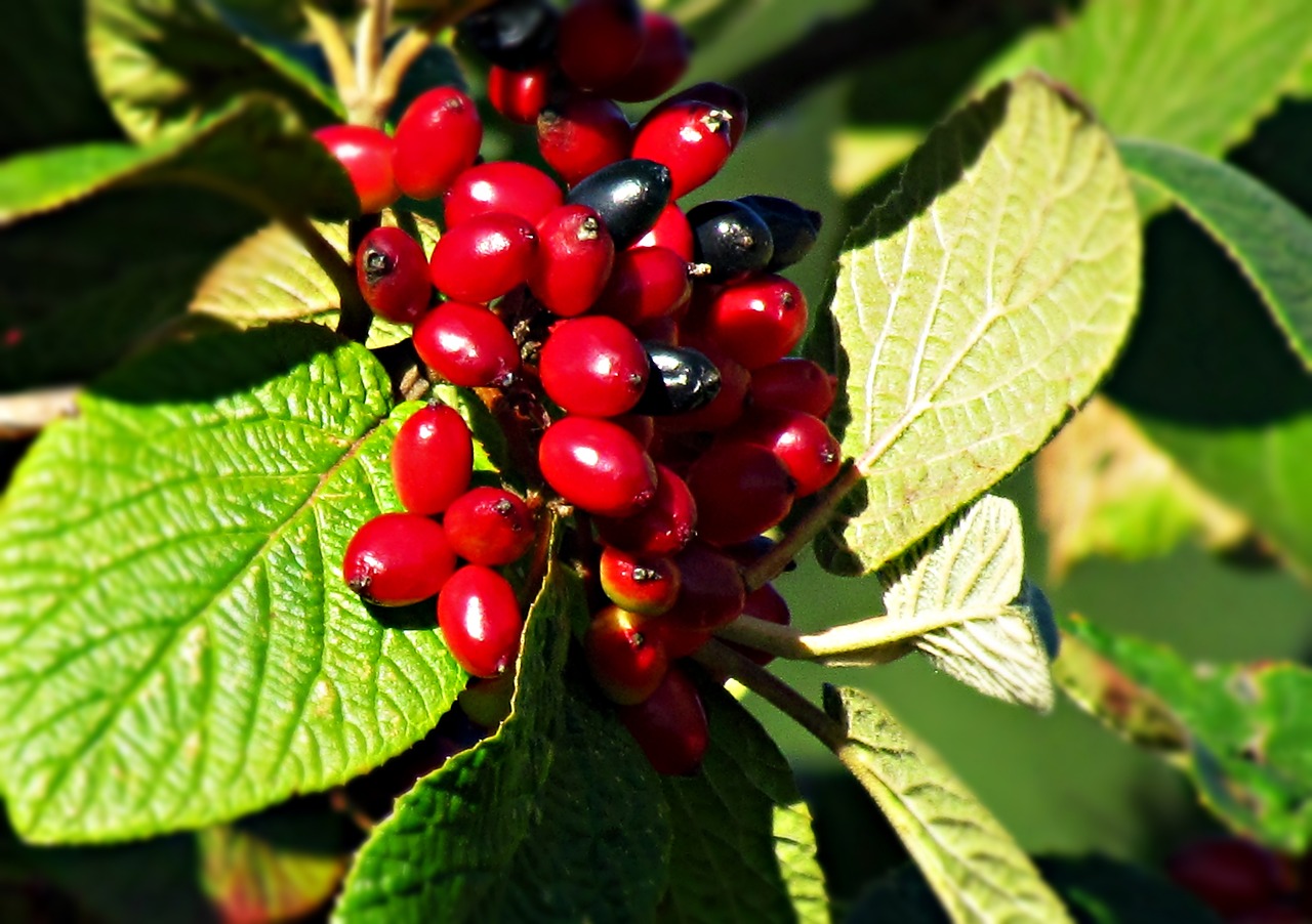Image - berries red black foliage summer