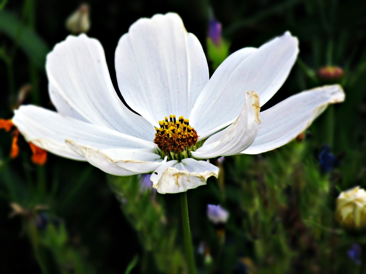 Image - flower biel white the petals