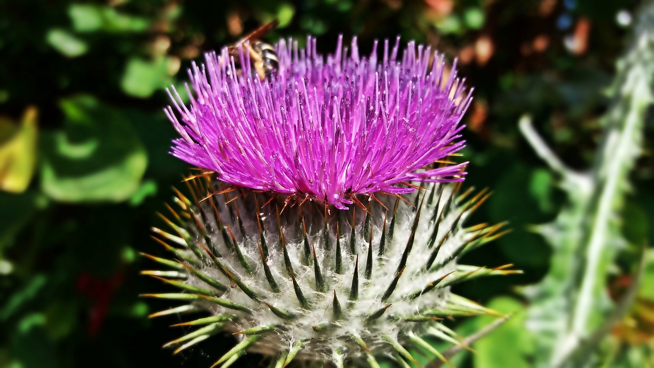 Image - thistle flower spikes nature plant