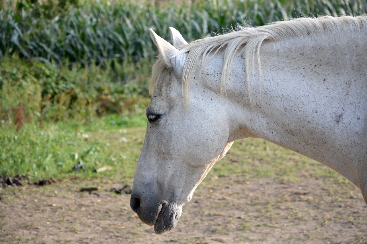 Image - horse profile horseback riding ride