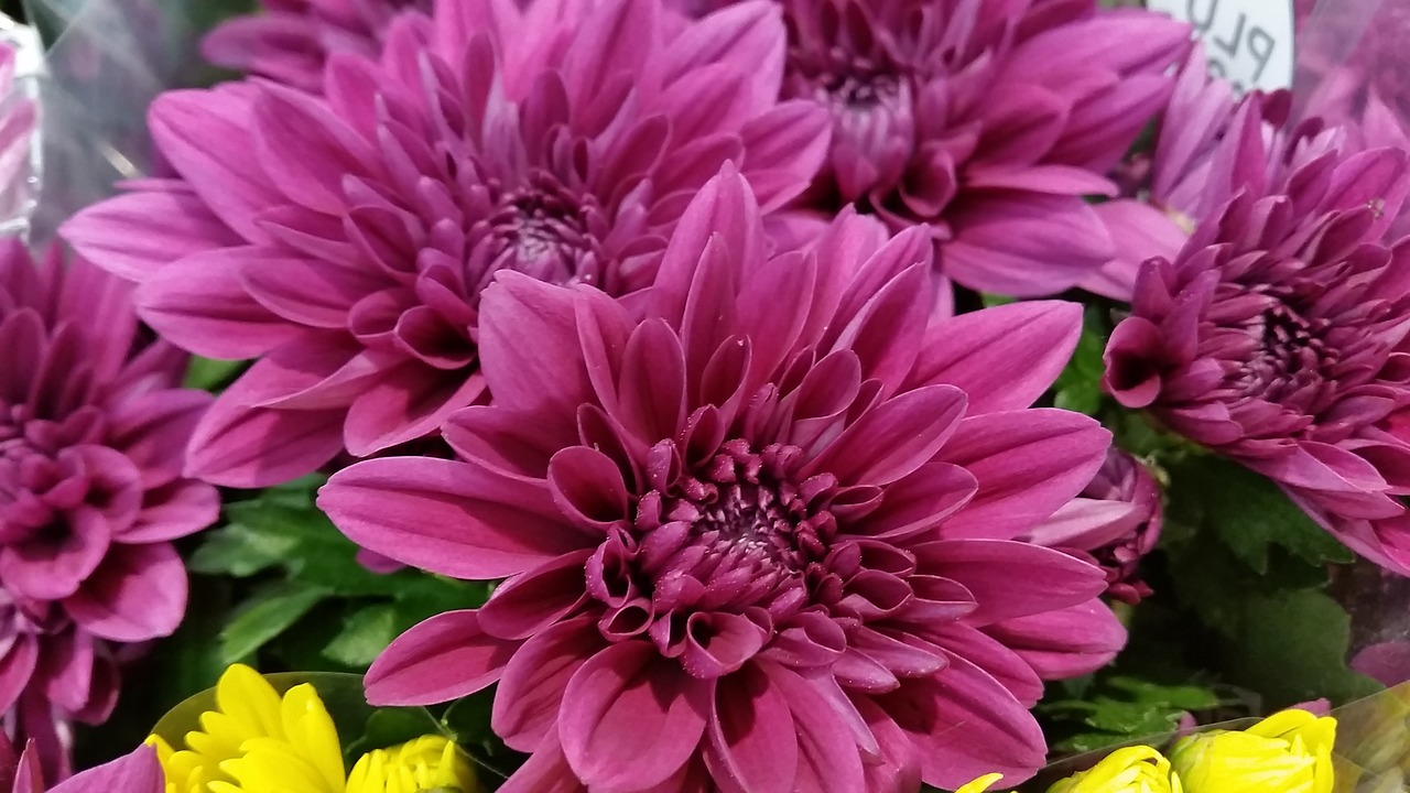 Image - flower bouquet aster pink