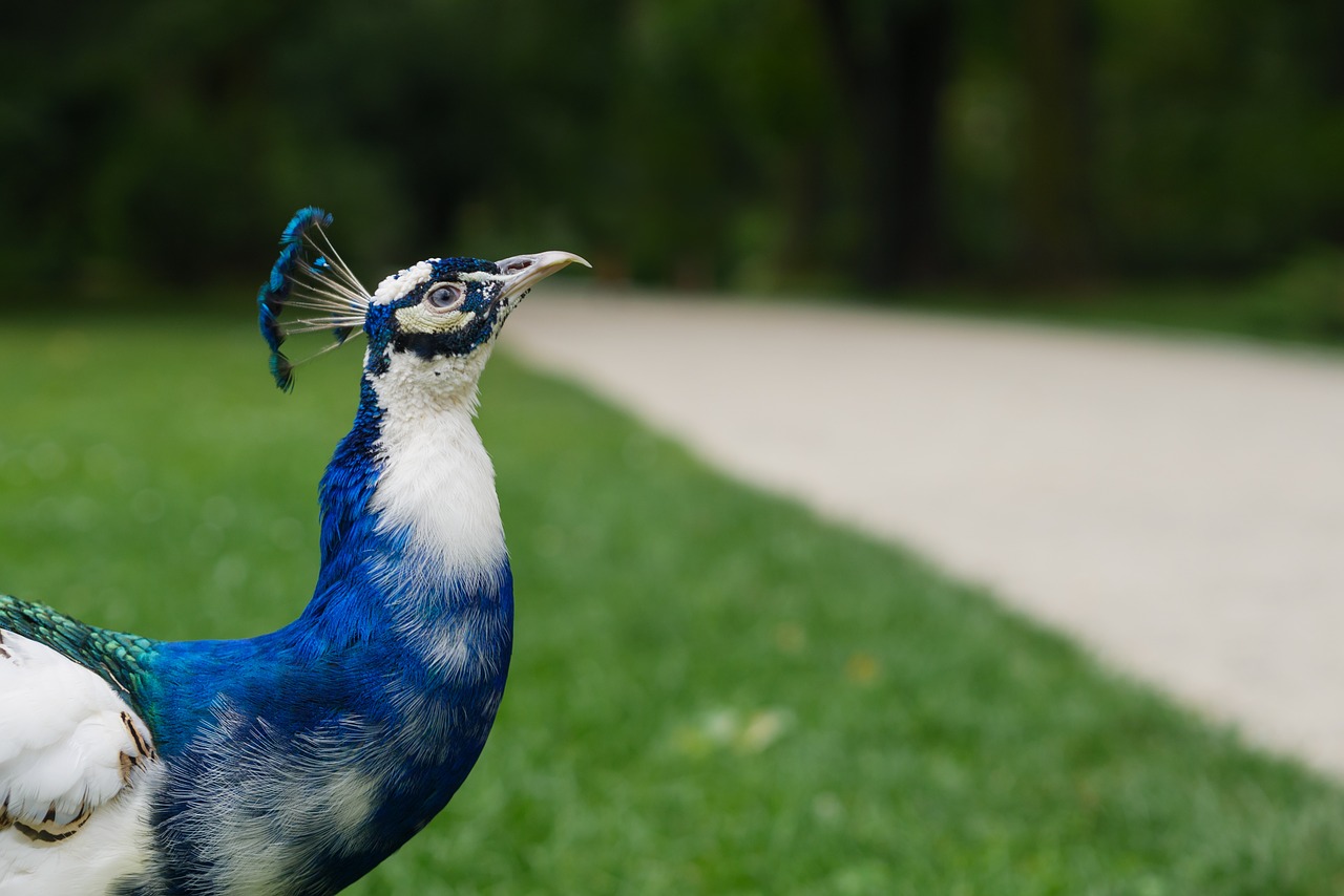 Image - peacock peacocks bird nature pen