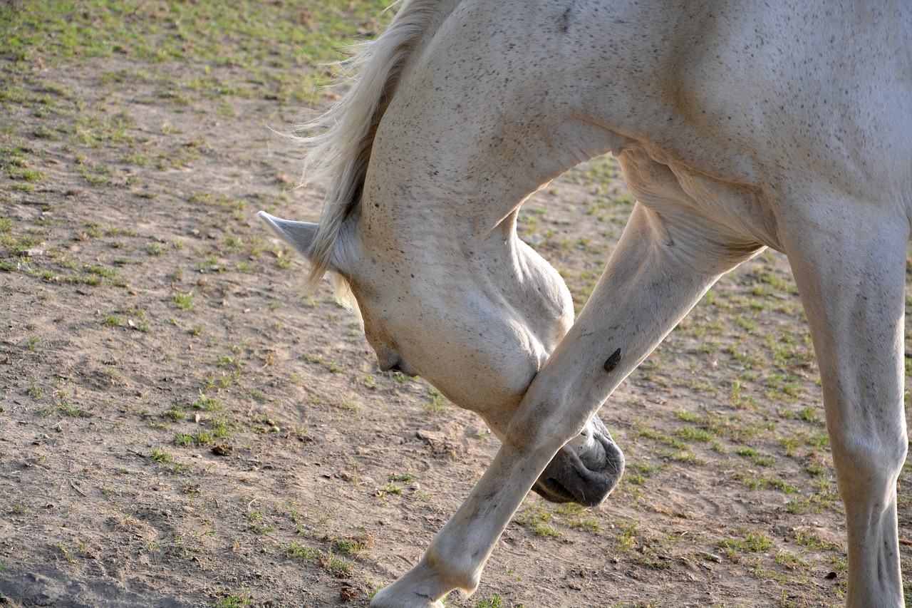 Image - reverence horse white sign elegant