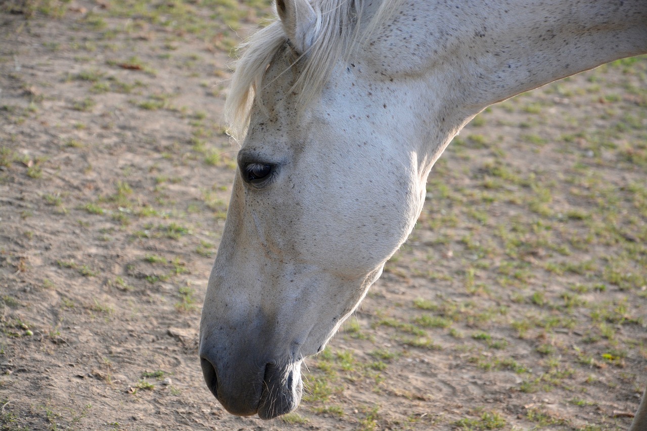 Image - horse head down animal portrait