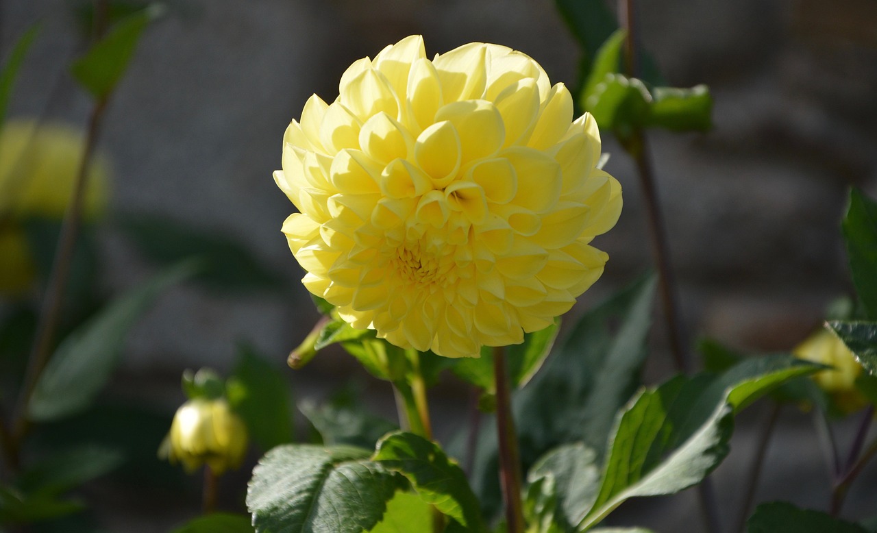 Image - yellow flower dahlia green leaf