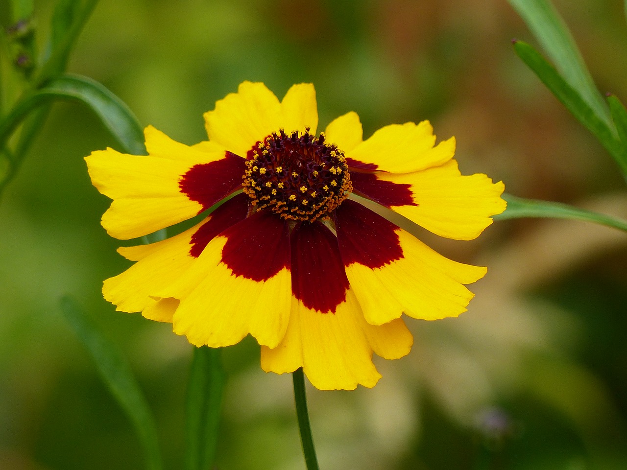 Image - flower stem green yellow brown