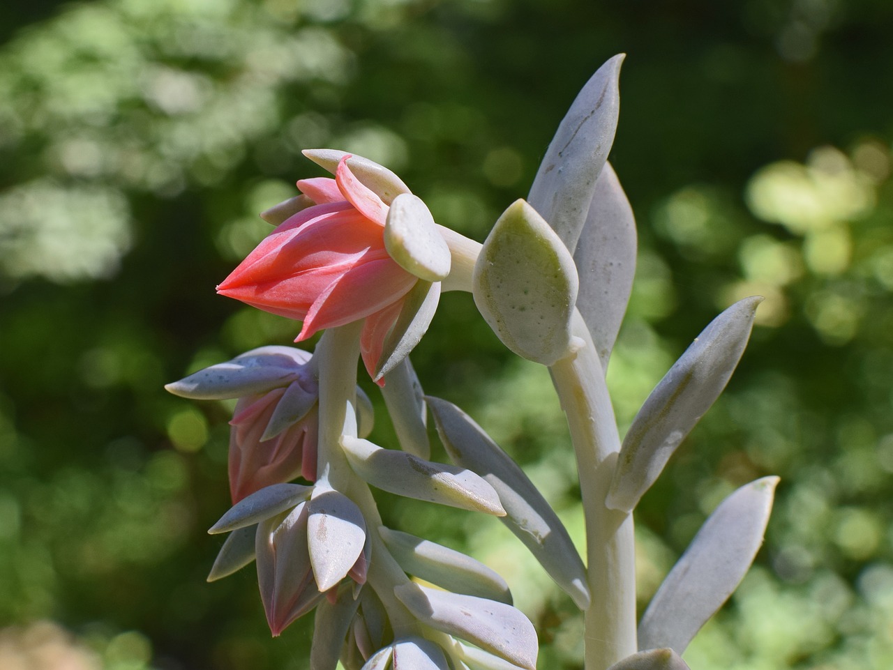 Image - echeveria flower buds succulent bud