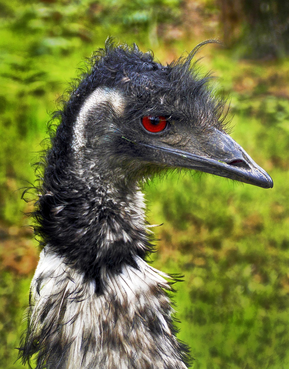 Image - rhea bird flightless bird portrait