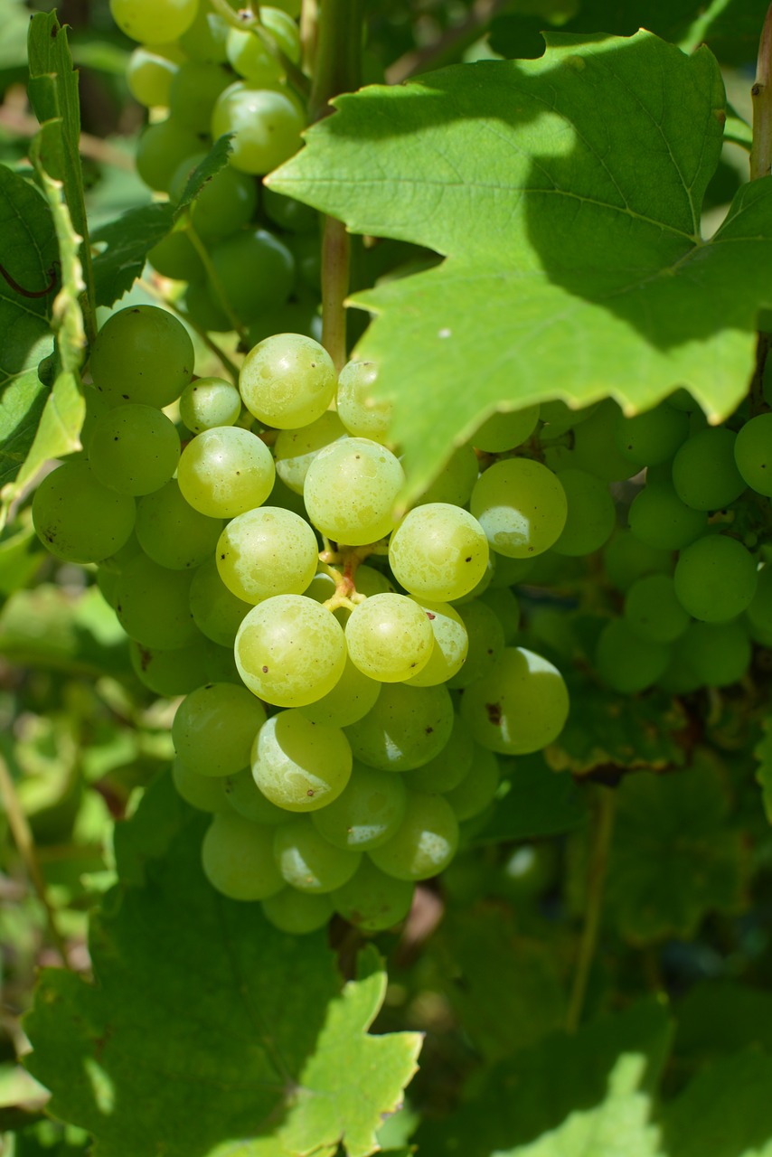 Image - bunch of grapes autumn yields