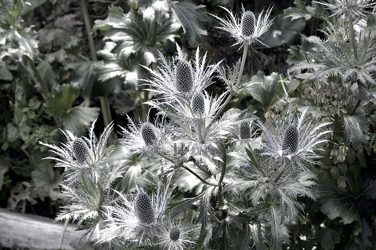Image - the alpine eryngo blue thistle