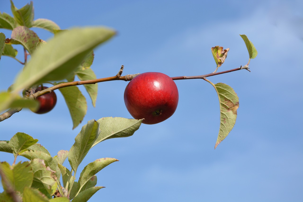 Image - red apple orchard fruit food