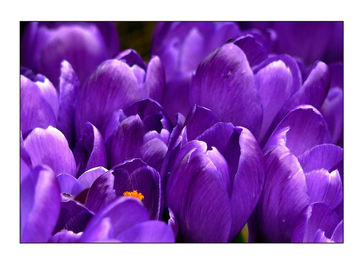 Image - crocus flower spring purple