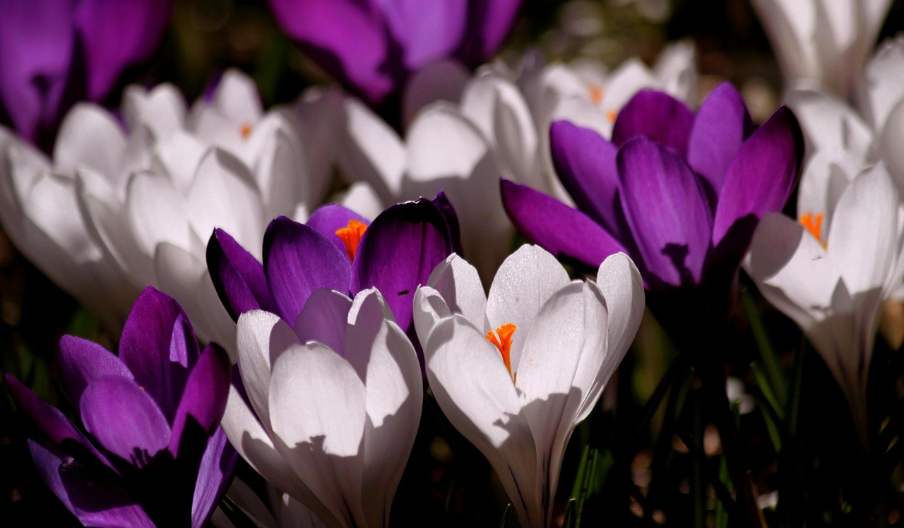 Image - crocus flower spring purple