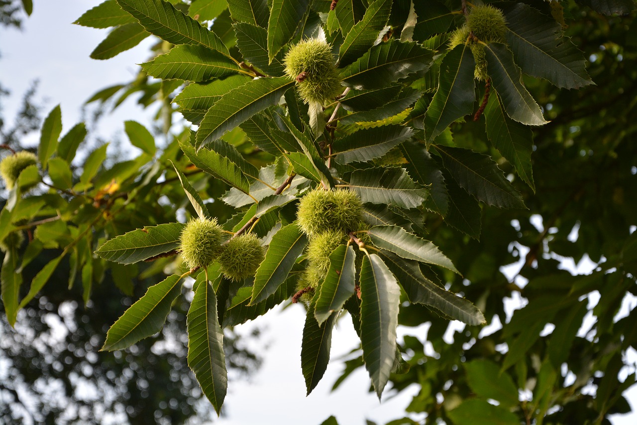 Image - chestnut bugs chestnuts green