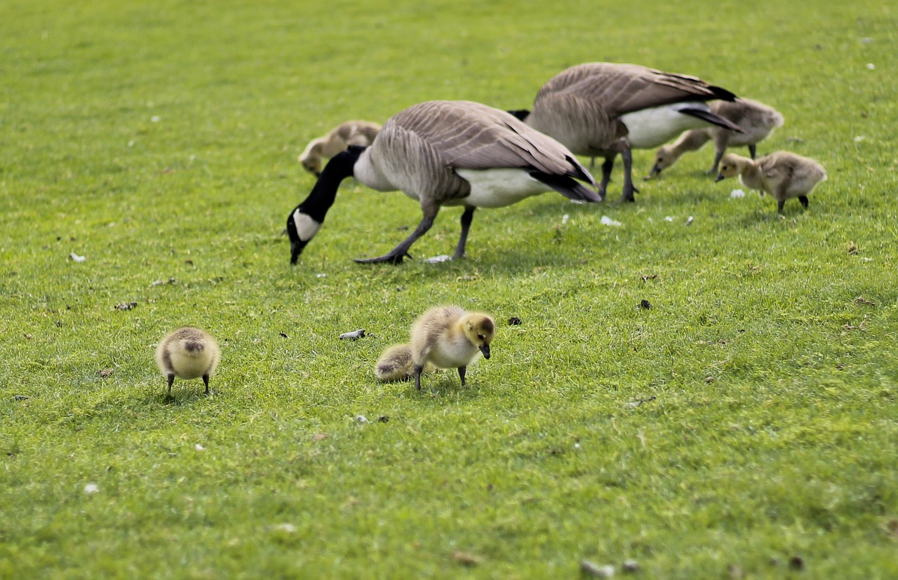 Image - geese goslings field animal