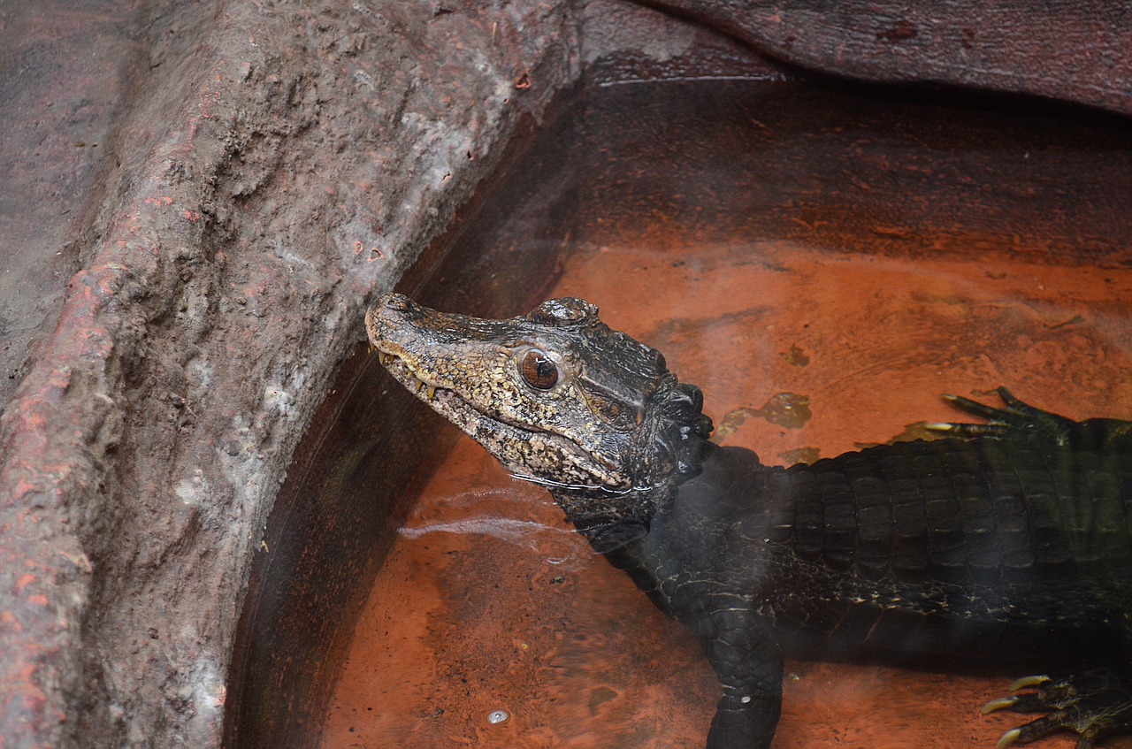 Image - reptile amphibians animal crocodile