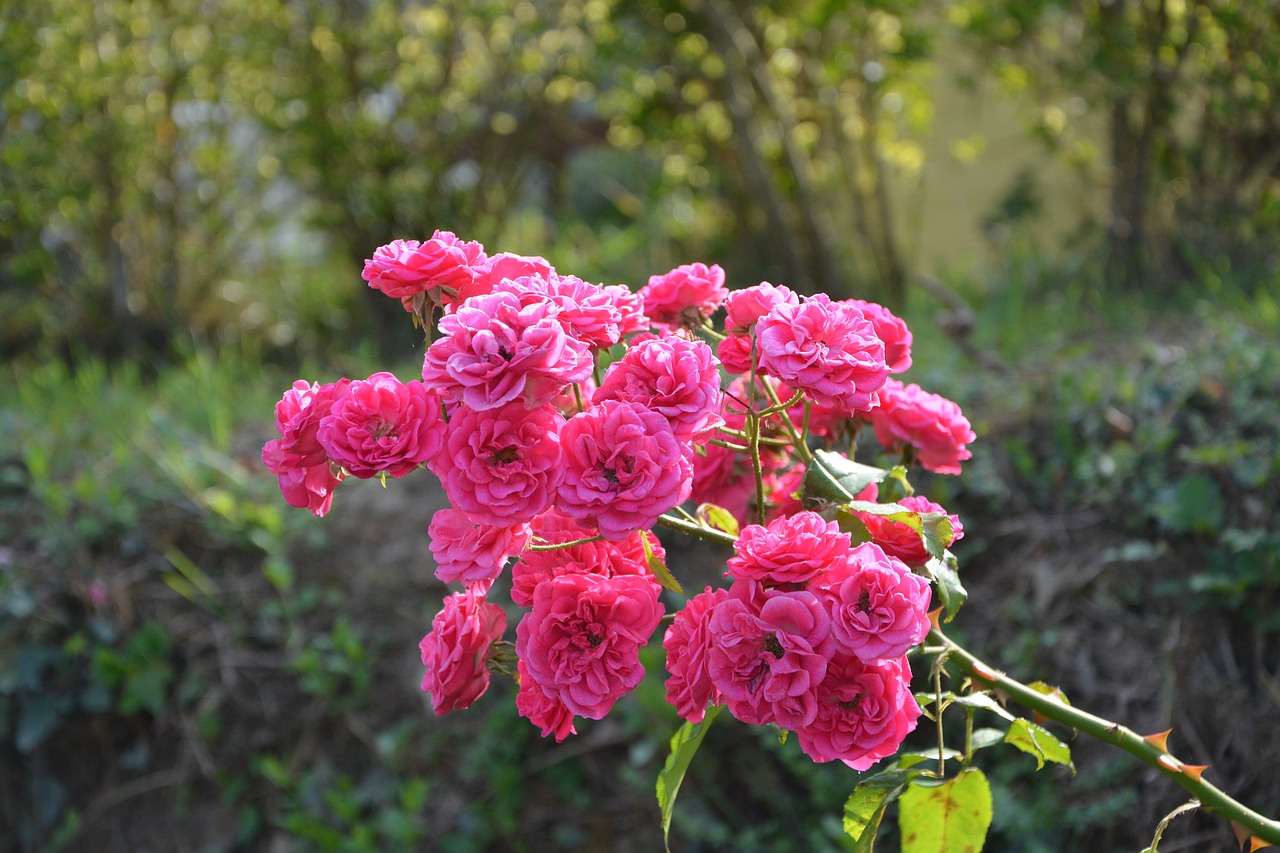 Image - roses rosebush branch green leaves