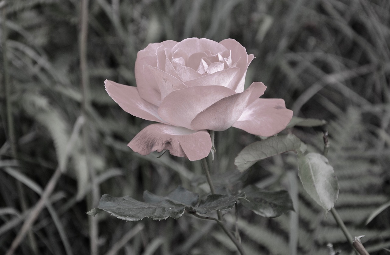 Image - pink image black pale pink plant