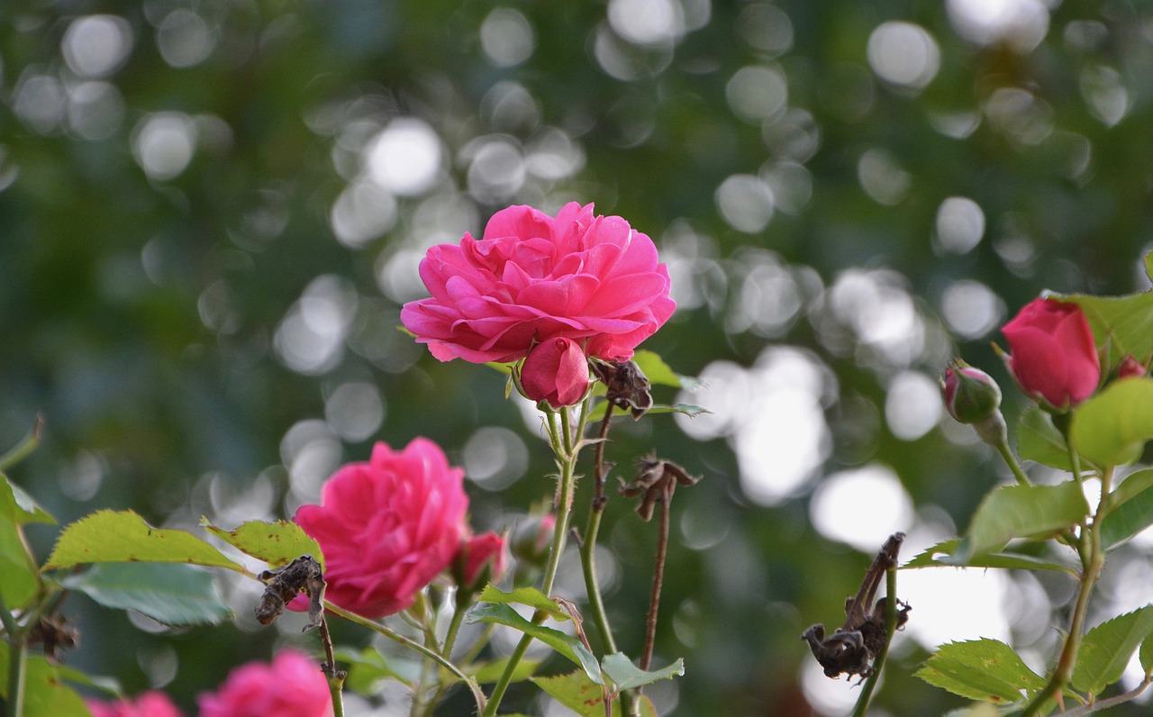 Image - rosebush roses climbing rose petals