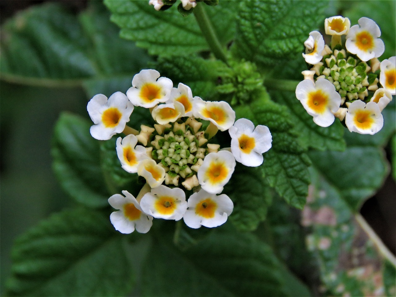 Image - flowers complex geometric yellow