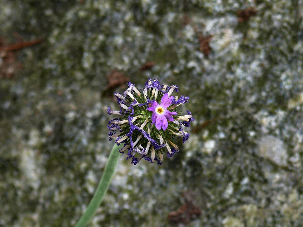 Image - blue flower botanical garden munich