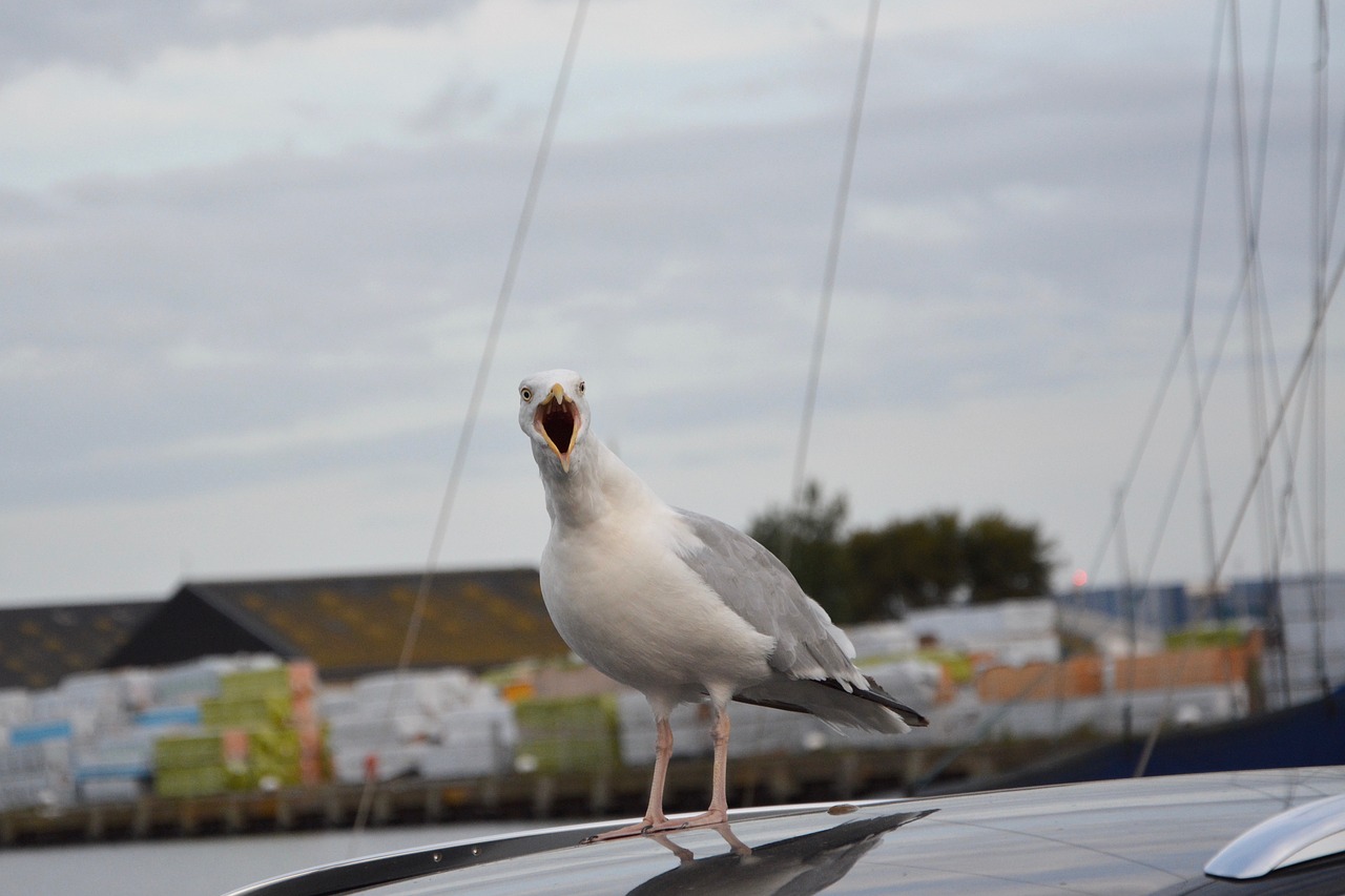Image - seagull port water sea feathers