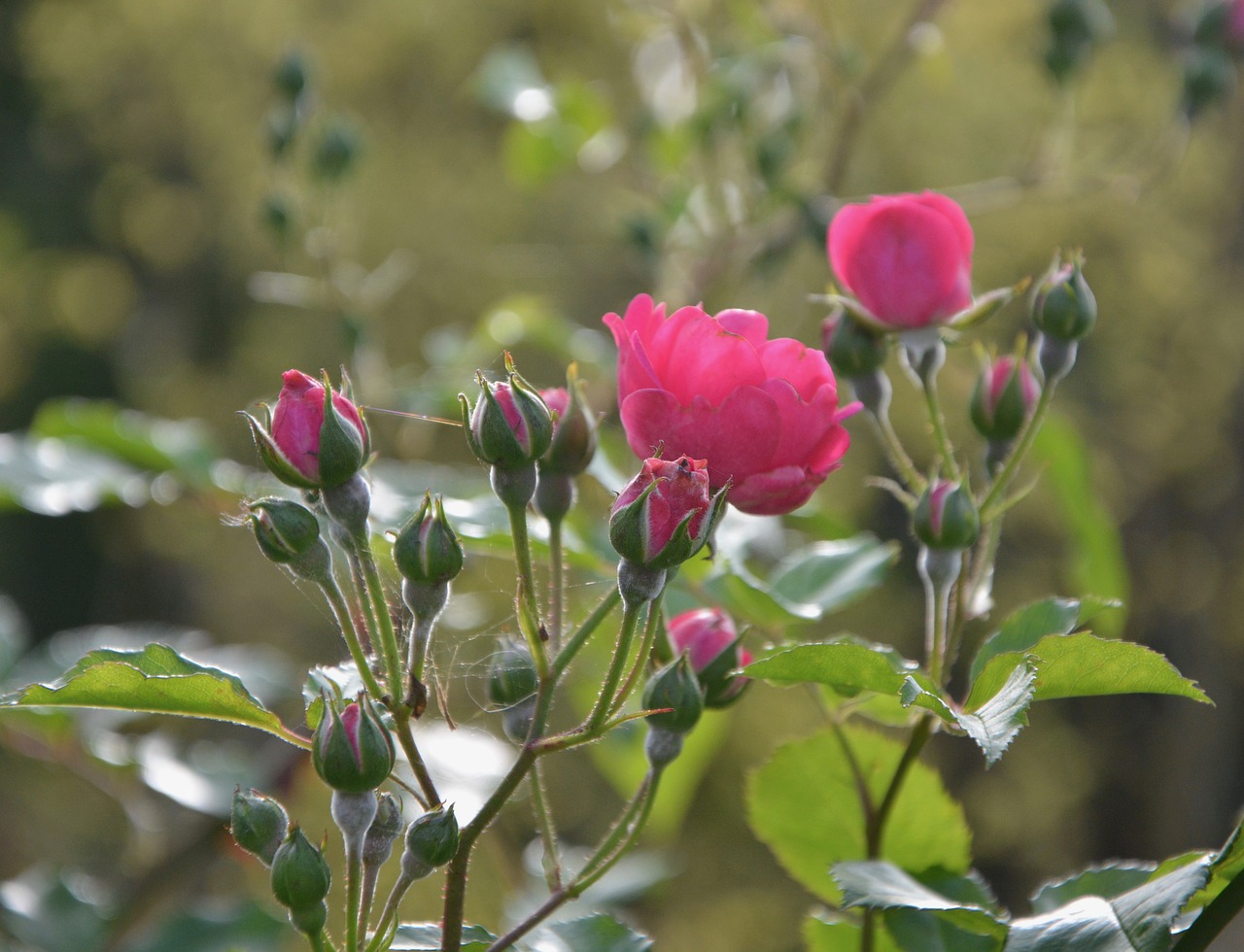 Image - rosebuds rosebush nature gift